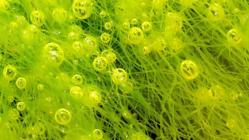 Одноклеточные водоросли зооксантеллы