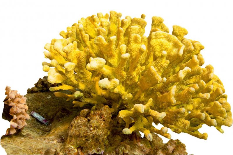 Желтые кораллы