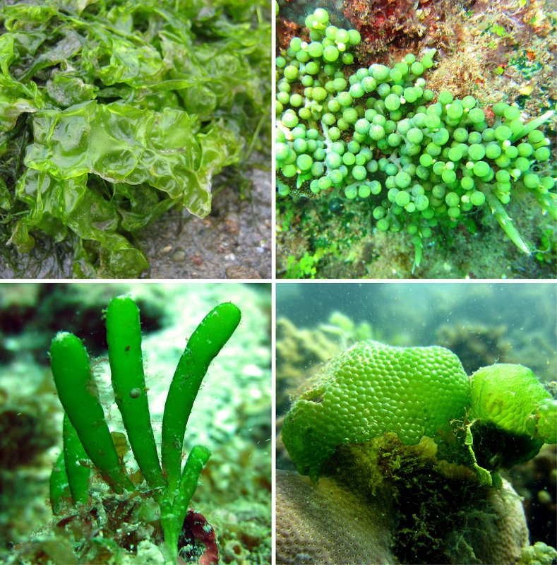 Ульвофициевые водоросли