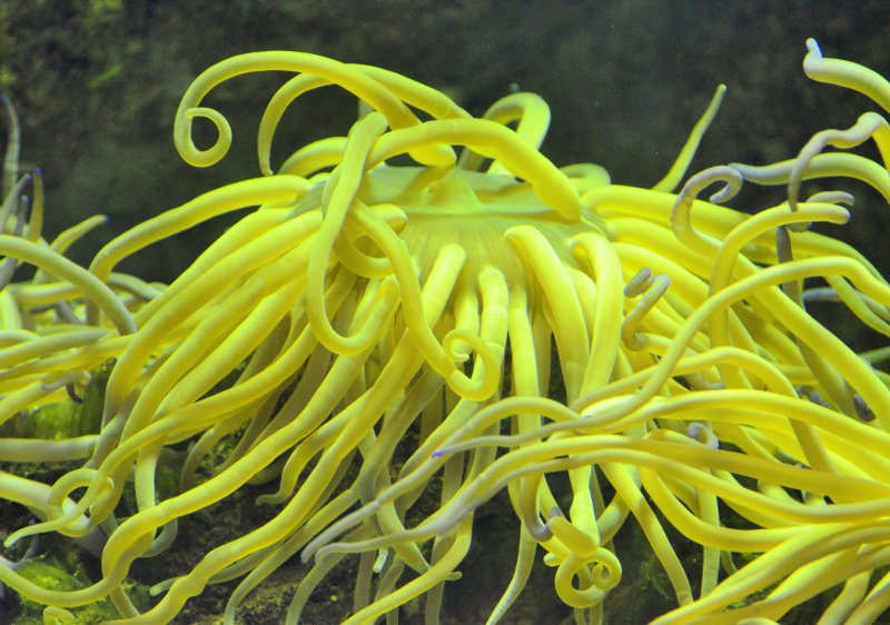 Кораллы желтые трубочки относятся к растениям