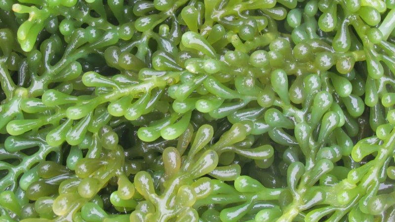 Зелёные водоросли фукус