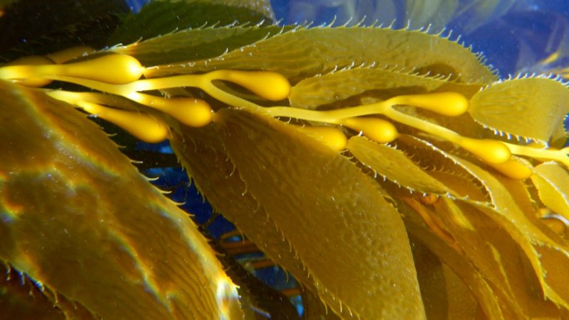 Золотистые водоросли Chrysophyceae