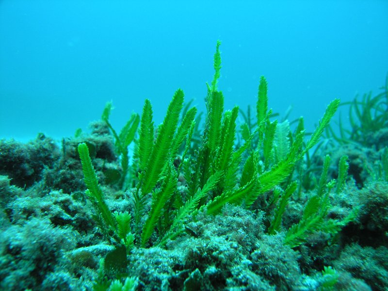 Морская водоросль каулерпа
