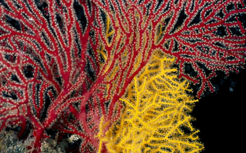 Красный коралл Кишечнополостные