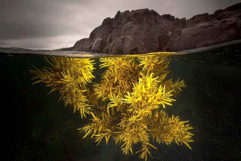 Золотые водоросли фото