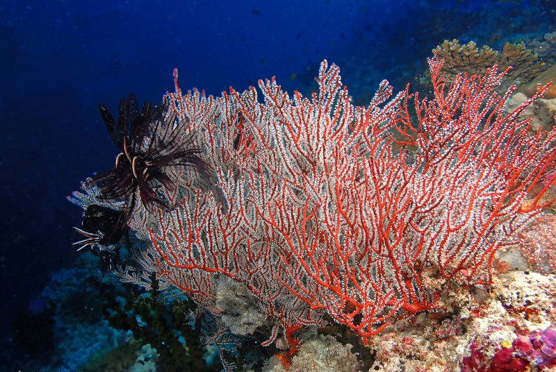 Кораллы водоросли индийского океана