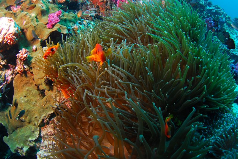 Барьерные рифы Карибского моря