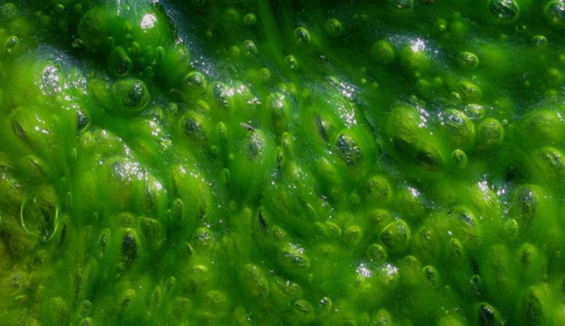 Зеленые водоросли хламидомонада