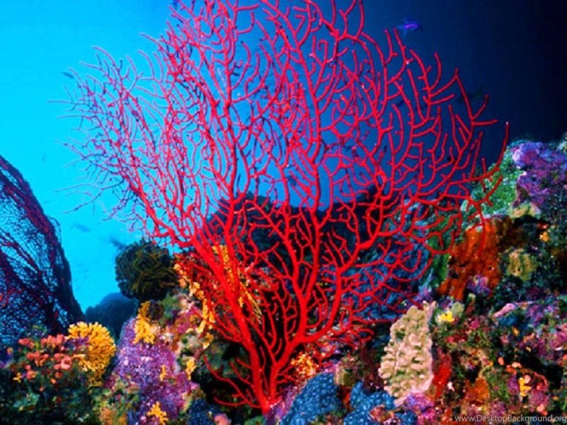 Красный коралл Россо