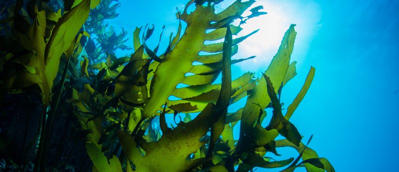 Морские водоросли келп