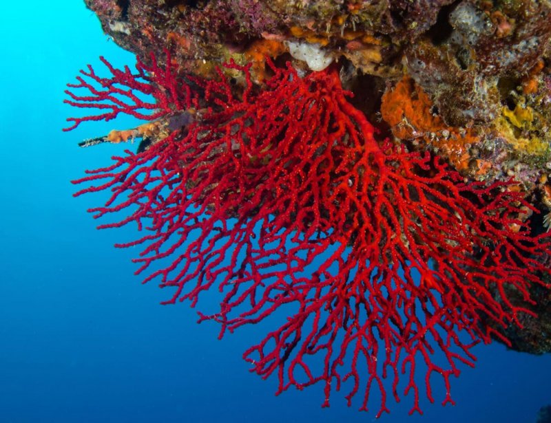 Красный благородный коралл