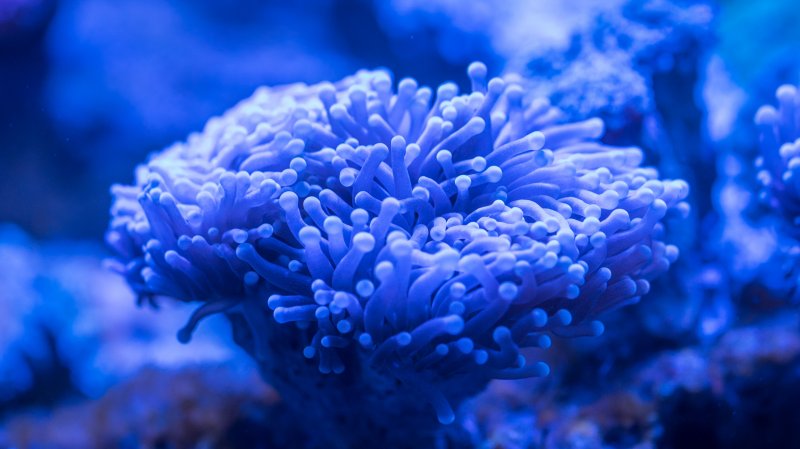 Голубой коралл восьмилучевой