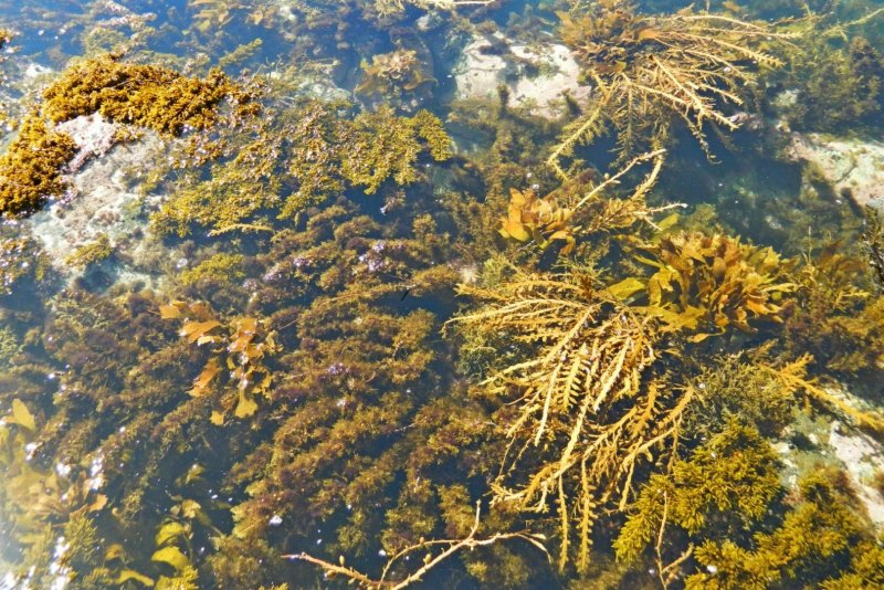 Синезеленые водоросли Байкала