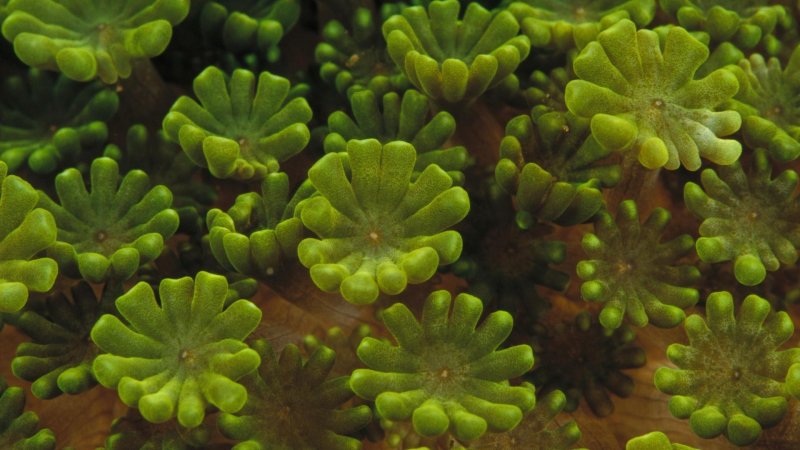 Хлорофиты водоросли