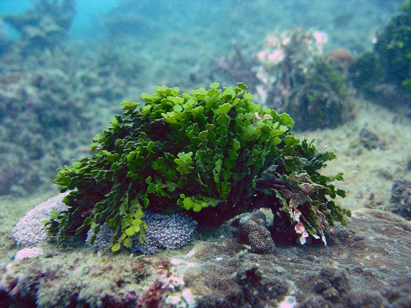 Известковая водоросль Halimeda