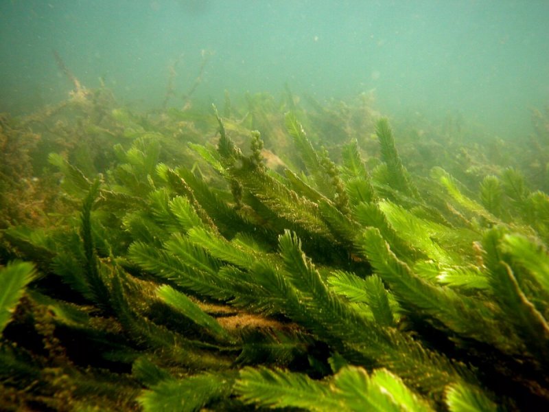 Зеленая водоросль каулерпа