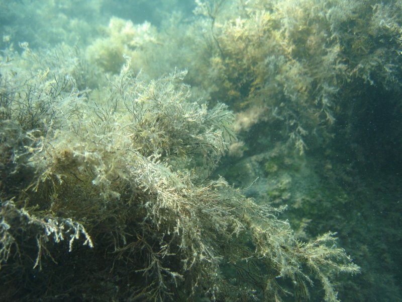 Лауренсия водоросль чёрное море