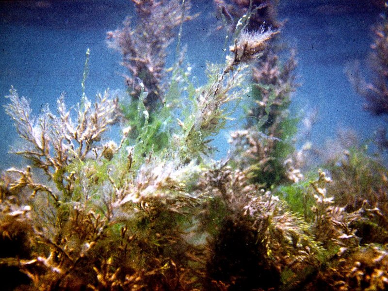 Цистозира водоросль черного моря