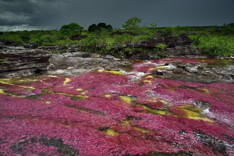 Цветная река Каньо Кристалес в Колумбии
