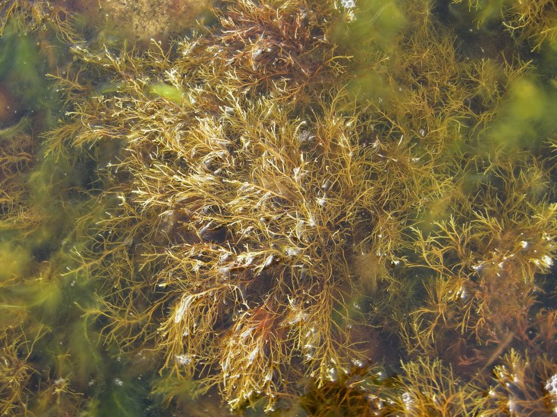 Бурые водоросли цистозейра