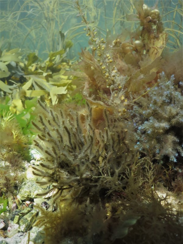 Бурые водоросли в аквариуме