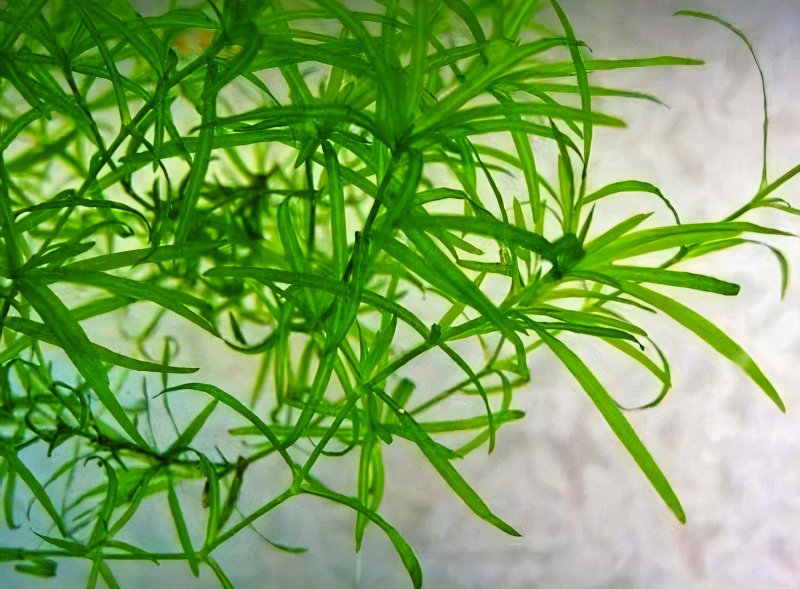 Наяс аквариумное растение