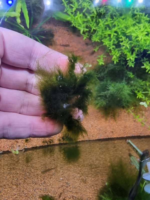 Аквариумные водоросли для мальков