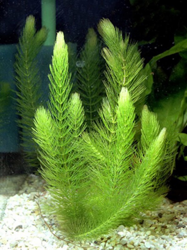 Роголистник аквариумное растение