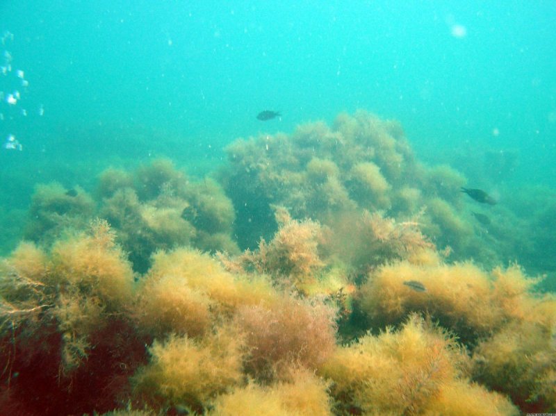 Сцитосифон водоросли черного моря