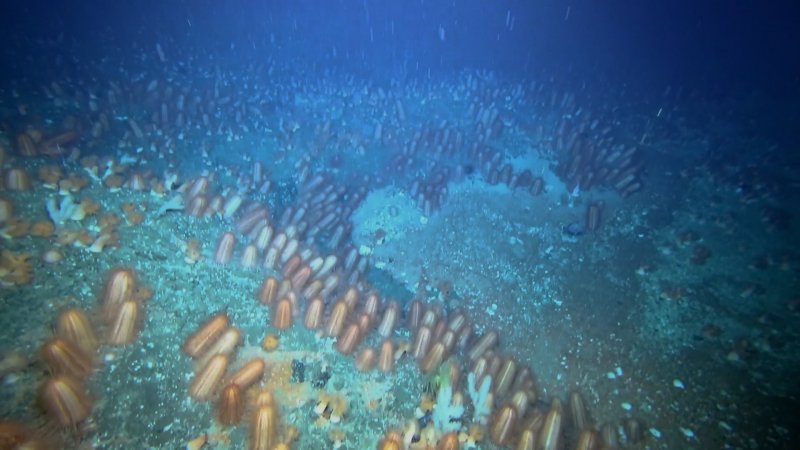 Планктон в тихом океане