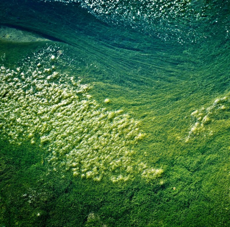 Зеленые водоросли фитопланктон