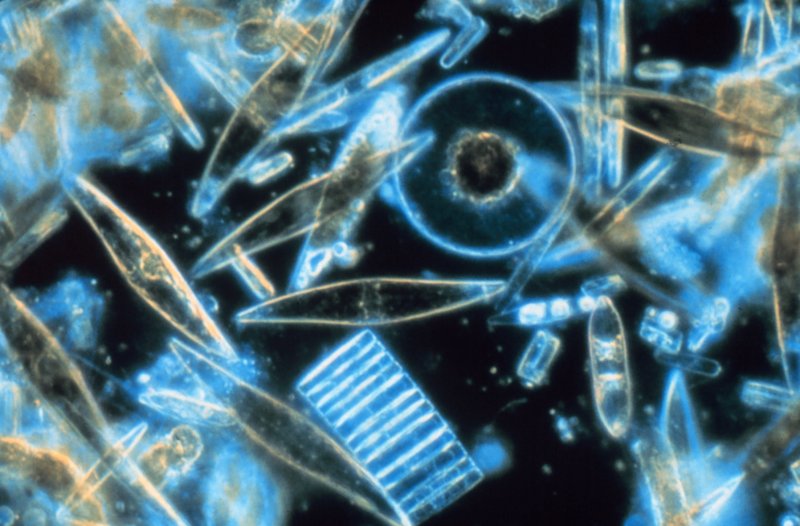 Фитопланктон диатомовые