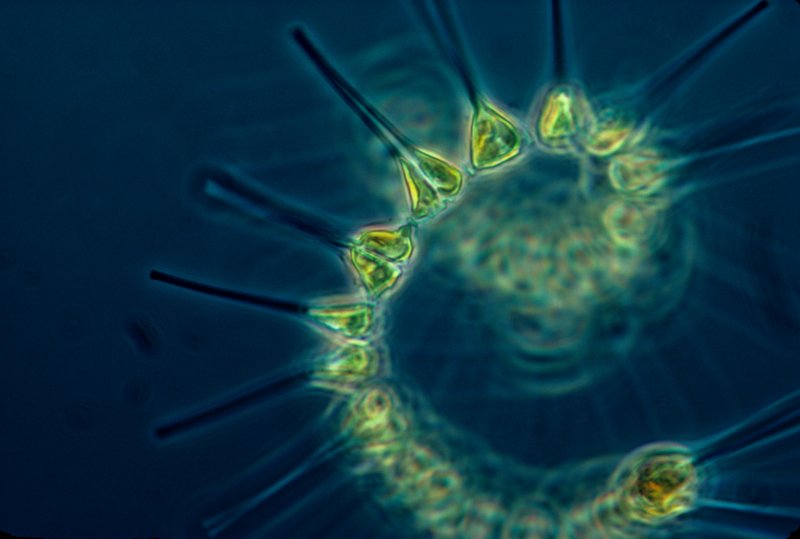 Фитопланктоны биоиндикаторы