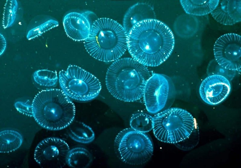 Aequorea Victoria медуза