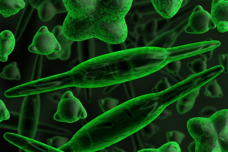 Одноклеточные планктонные водоросли