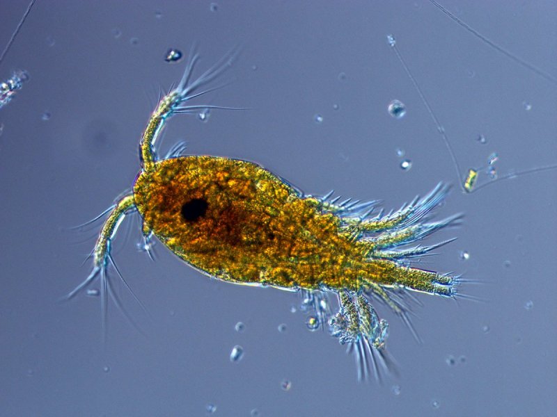 Планктонные водоросли фитопланктон