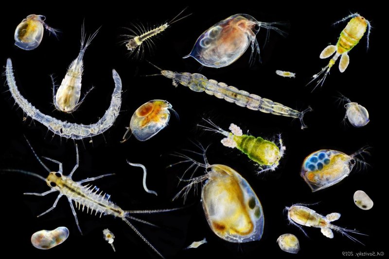 Зоопланктон и Зообентос