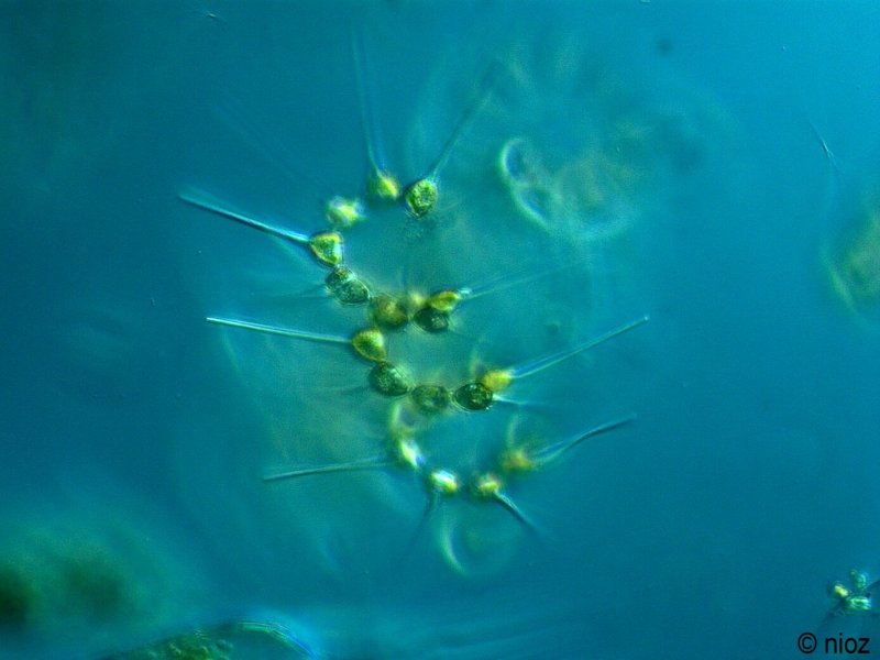 Растительный планктон