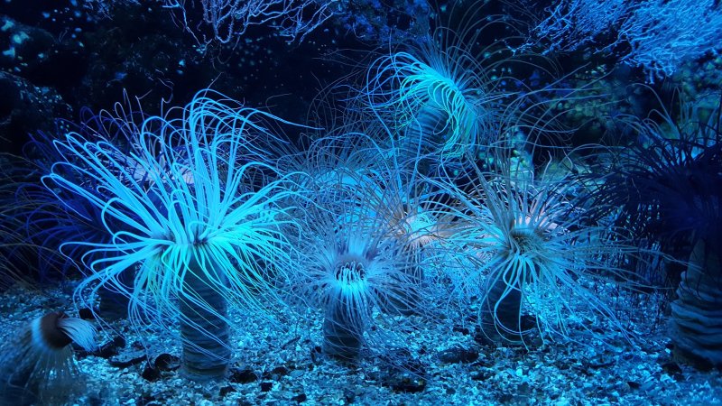 Фитопланктон Тихого океана