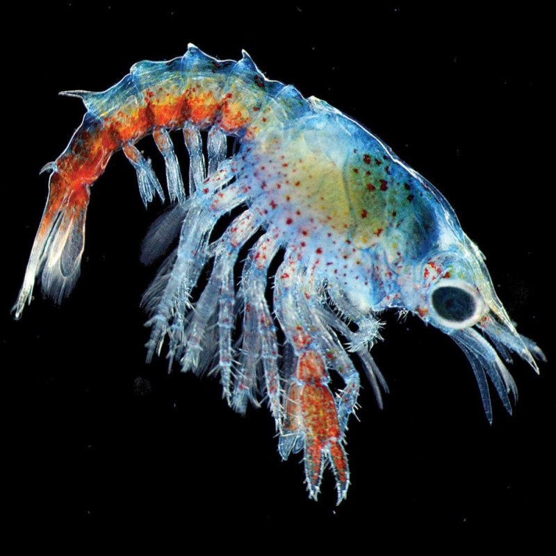 Глубоководный планктон