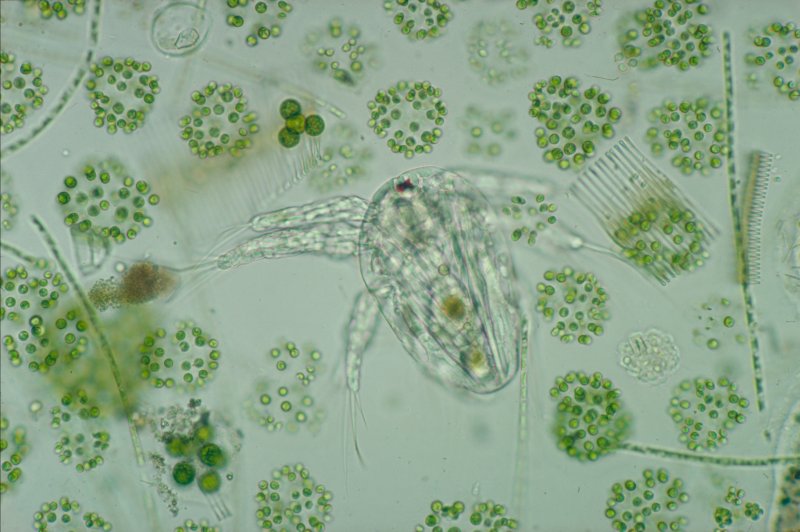 Планктонные водоросли фитопланктон