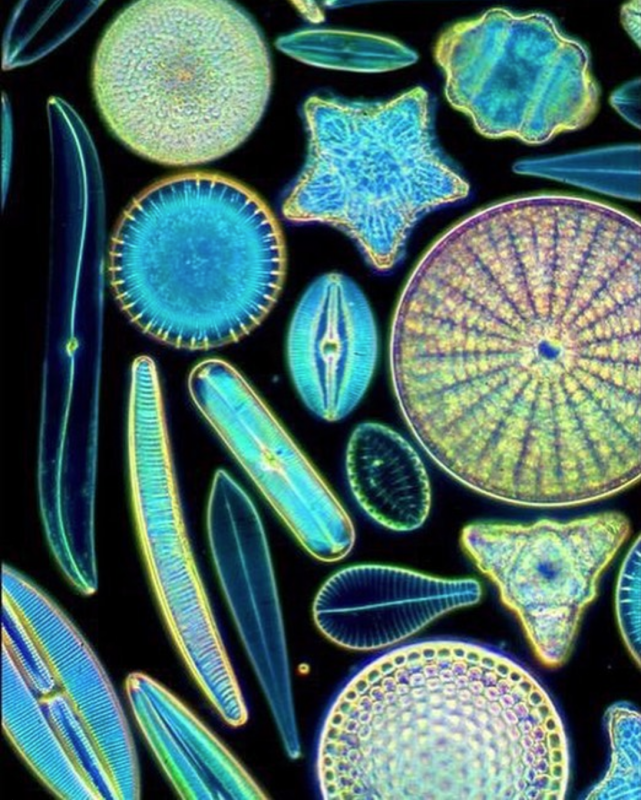 Фитопланктон диатомовые водоросли