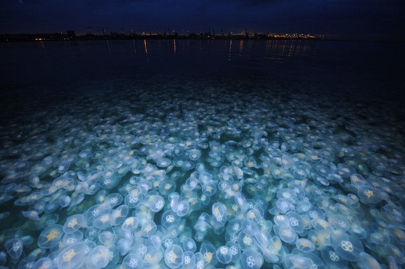 Биолюминесценция Азовское море медузы
