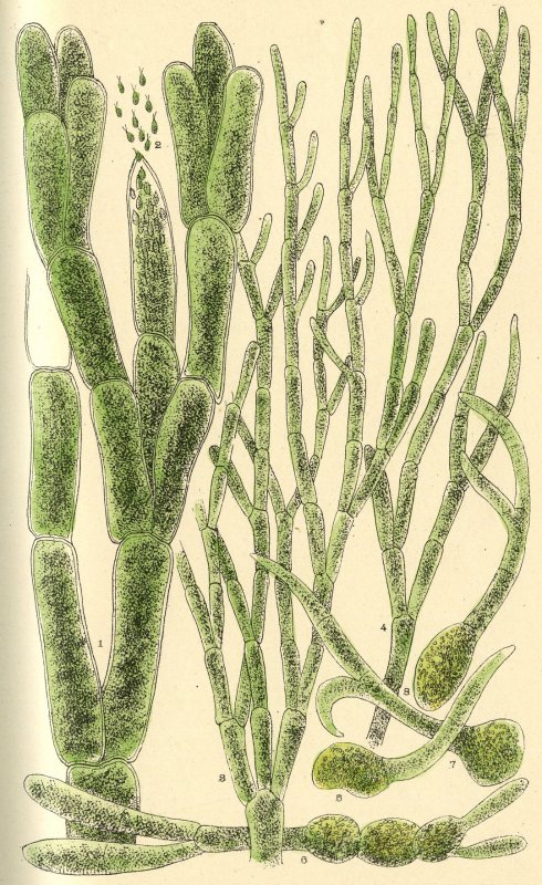 Кладофора нитчатая водоросль