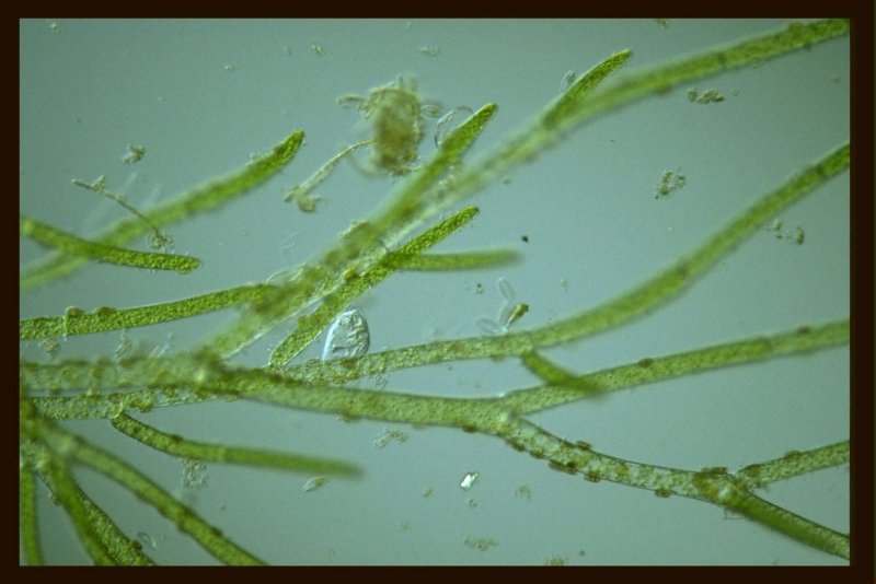 Кладофора водоросль микроскоп