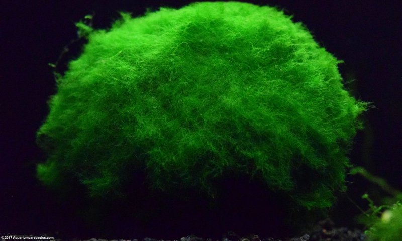 Флуоресцентный мох