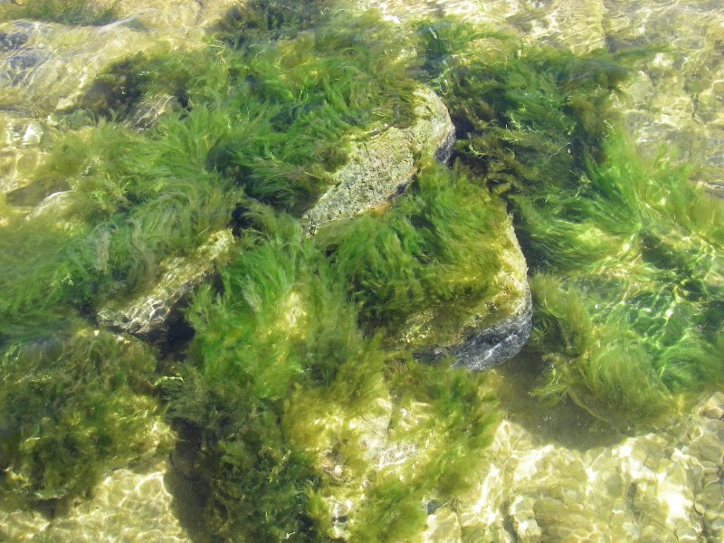 Зеленая водоросль кладофора водоросль