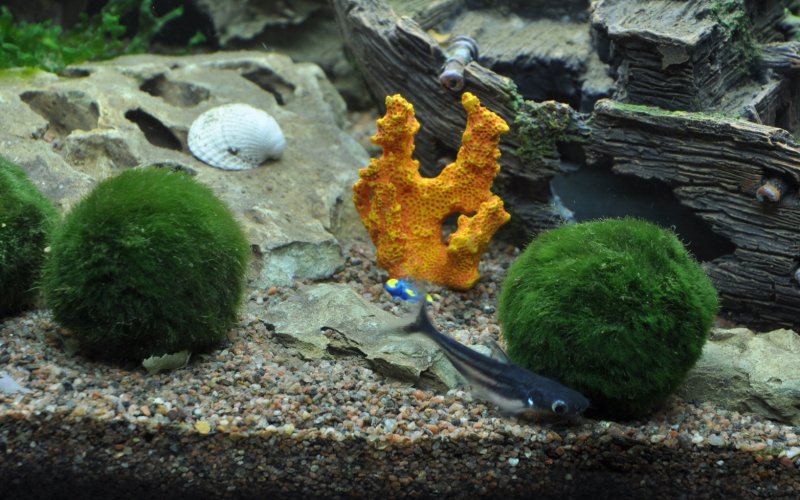 Кладофора шаровидная в аквариуме с золотыми рыбками