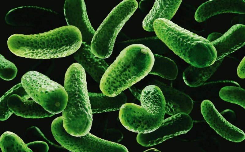 Зеленые серобактерии