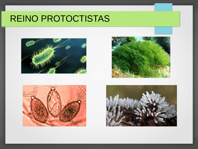 Протоктисты водоросли